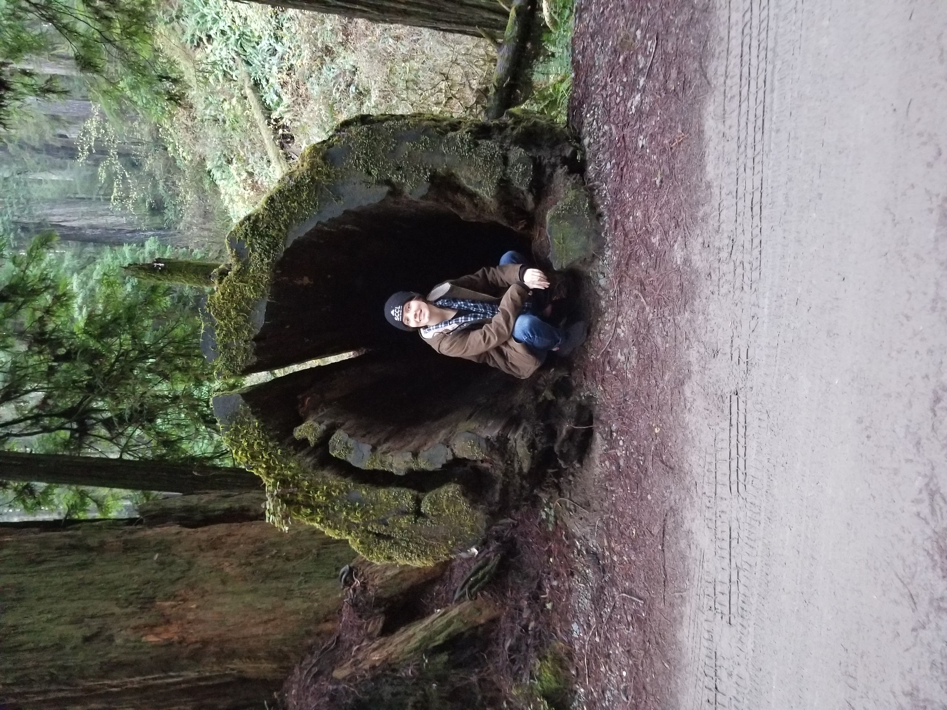 Alyssa Harris, OP Trip Coordinator, shown near fallen tree which is big enough to crawl inside. 