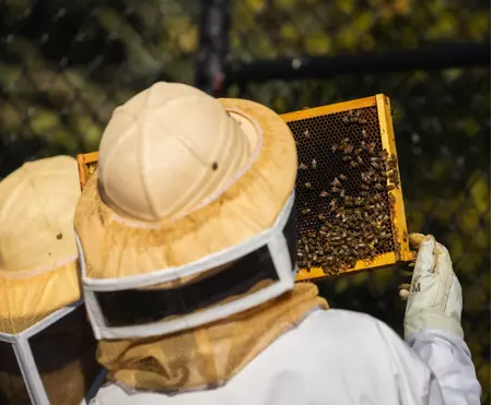 Beekeeping Club Checking Frames