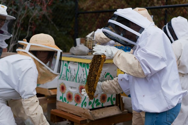 Students Managing Bees