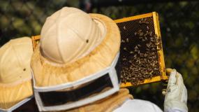 Beekeeping Club checking frames
