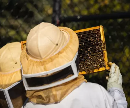 Beekeeping Club checking frames