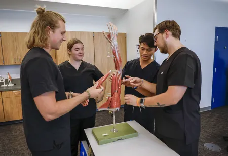 Four physical therapy students looking at a model arm that shows the muscle structure